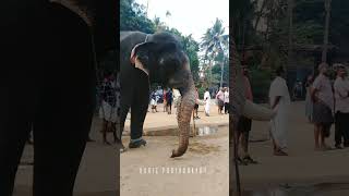 Erattupetta Ayyappan Latest video #2023status #trendingshorts #asianelephant #Naadan aanachandham