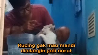 kucing gak mau mandi sambil dibilangin jadi nurut