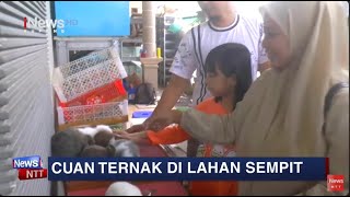 iNews NTT - Ternak Binatang Hias di Lahan Sempit yang Menguntungkan