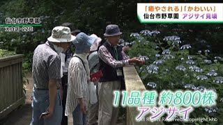 アジサイが見頃　仙台市野草園でボランティアガイドによる観察会