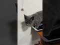 子猫動画　ブリティッシュのあおくん　ヒモ遊び中もカメラ目線