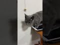 子猫動画　ブリティッシュのあおくん　ヒモ遊び中もカメラ目線