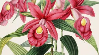 Three women botanical illustrators in history