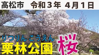 栗林公園のサクラ 香川県高松市　りつりん公園で桜の花見