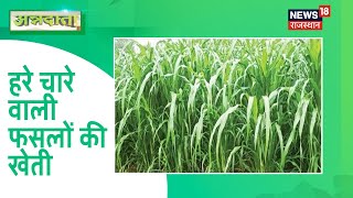 Annadata | हरे चारे वाली फसलों( Green Forage Crops) की खेती पर जरूरी सलाह