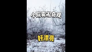 一早起来小院奇观好漂亮，比下雪还冷，皮芽子下了一个好大的蛋#新疆小院 #小院的冬天 #记录真实生活