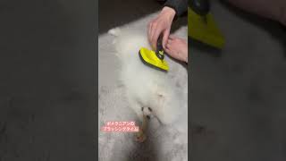 ポメラニアン、骨を噛む隙にブラッシング #むく #ポメラニアン #ポメラニアンのいる生活 #犬 #犬のいる暮らし #puppy #かわいい #癒し