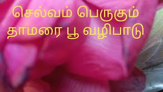 சகல செல்வம் தரும் தாமரை பூ | Lotus Flower Workship Method