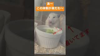 反抗期の子供か！行儀悪く育てた覚えはありません！　#shorts # #ハムスター #hamsters