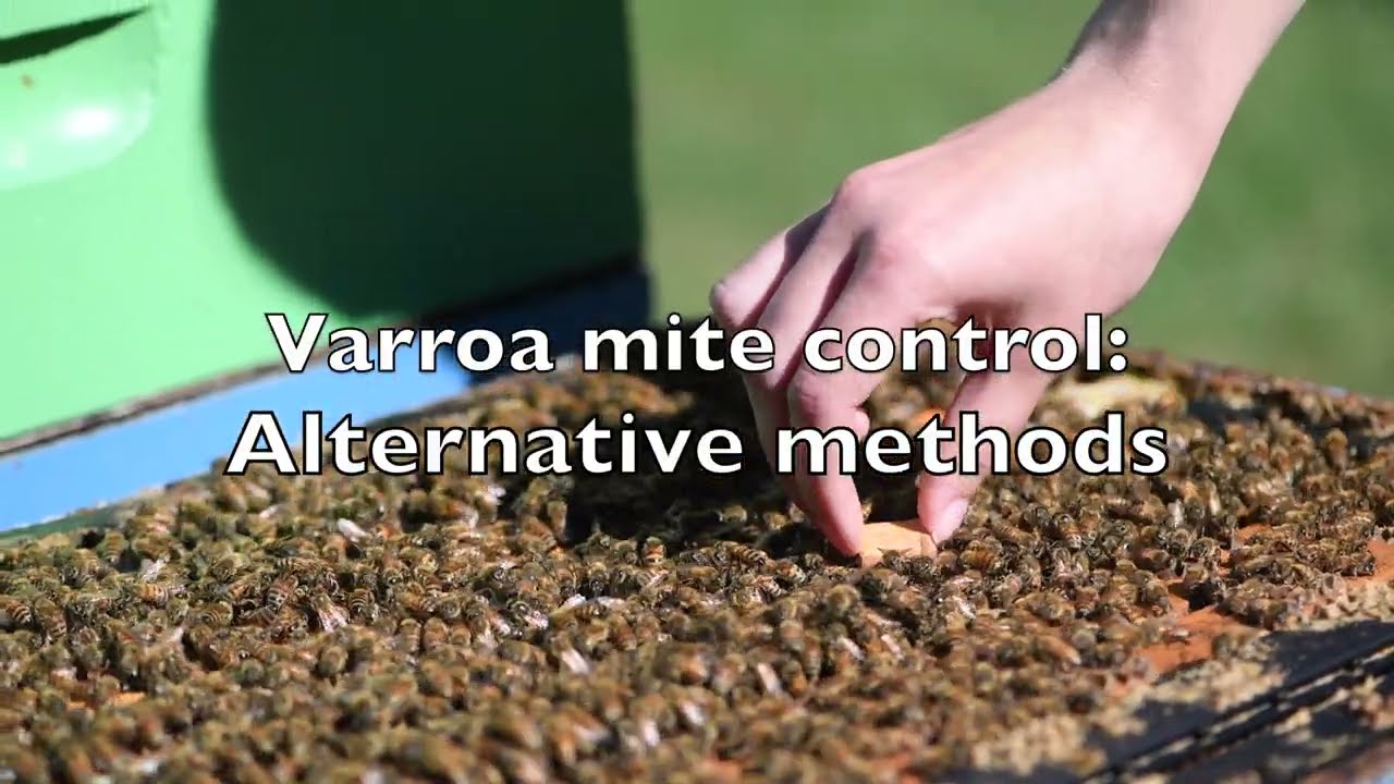 Varroa Mite Control - Alternative Methods - YouTube