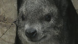 ケープハイラックス,上野動物園,Cape Hyrax,Ueno Zoo,Tokyo,Japan,