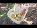 静岡県内では猛暑日となるところも…静岡市駿河区のプールは3年ぶりのオープンで平日でも約550人訪れる　掛川市では旬の梨の収穫も