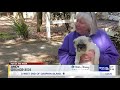 pet of the week andy the pug terrier mix