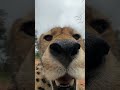 cheetah breathing