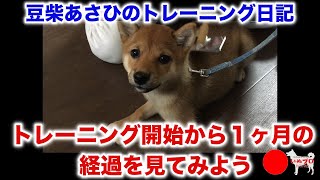 【豆柴♀４ヶ月】あさひ　トレーニング開始から１ヶ月後の経過を見てみよう！　PSDドッグサポートセンター　いぬプロ　inupro　パピートレーニング　子犬　しつけ　教育