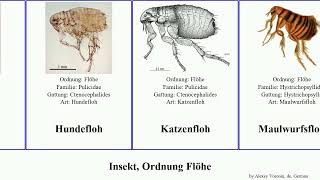 Insekt, Ordnung Flöhe insect fasciatus penetrans Fuse Rattenfloh Katzenfloh Dasypsyllus Tunga