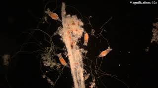 The World in Darkfield - Microscopic Life Under the Microscope