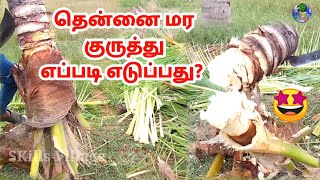 தென்னை மரம் குருத்து எப்படி எடுப்பது? |Coconut tree stem taking method in Tamil| SKills Village