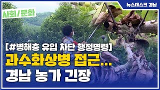 과수화상병 접근... 경남 농가 긴장 (2021.06.15/뉴스데스크/MBC경남)