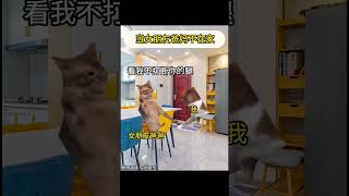 当女朋友爸妈不在家时 11.15 #cat #喵不可言 #funny #猫meme #猫meme小剧场 #shorts