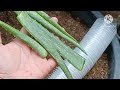 planting mulberry cuttings step by step complete guide for propagation