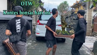 Bonsai serut ini akhirnya ikut pameran bonsai perdana