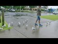 crazy australian seagulls here in ballina nsw. australia