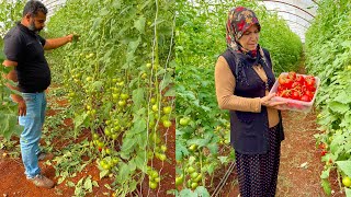 KÖYDE İNANILMAZ ❗️SERA BAHÇE EKİMİ DOMATES HASADI ~ DOĞAL YAŞAM