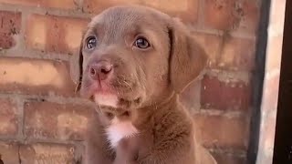 puppy 🐶 | puppies crying 😢 | puppies lover 🐕 | puppies sound  #puppy #dog #dogshow #shorts #youtube