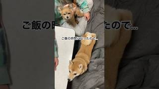 ご飯ですよ！犬たちに聞いてみた#shorts