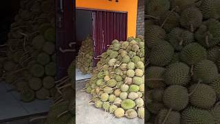 MUSIM DUREN LINTAU ENAKNYA LUAR BIASA #DURIAN #lintau