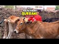 Fulfil Your Qurbani and Help Those in Need