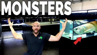 HUGE MONSTERS \u0026 EXOTIC FISH SHOP TOUR!! …(AND A TURTLE!) | MD FISH TANKS