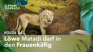 Löwenliebe im Zoo Leipzig (Folge 36) | Elefant, Tiger \u0026 Co. | MDR