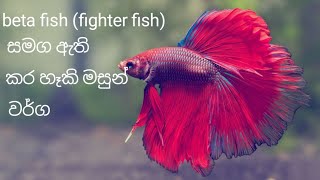 බේටා මලු සමග ඇති කර හැකි මලු වර්ග||betta fish tank mates