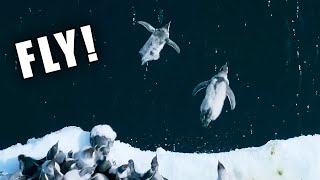 Penguins Death Diving! Ozzy Man Reviews