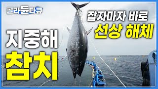 한 마리당 무려 1000만원! 2m 거대 참다랑어를 선상에서 해체하여 맛보는 유럽 '몰타'의 양식장│지중해 모든 해산물이 모이는 몰타의 가장 큰 어시장│세계테마기행│#골라듄다큐