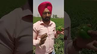 ORBI SEED COMPANY DI Capsicum Gem (ਸ਼ਿਮਲਾ ਮਿਰਚ ਜੈਮ) Excellent Result