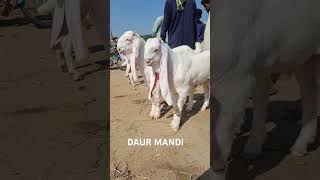 DAUR MANDI  || complete video coming soon