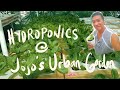 HYDROPONICS PROJECT | Lettuce in my Rooftop Garden | April - May 2021