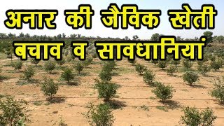 जैविक खेती-अनार..Organic Anar ki jaivik kheti #Organic_Farming #Organic_Anar #DrManoj_Yogachary