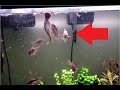 Criando Corydoras en el acuario (primer paso)