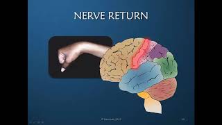 Radial Nerve: Rehabilitation & Orthotic Intervention; Part 4 of 5: Facilitating Nerve Return& Review