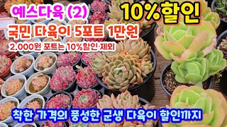 예스다육(2) 예쁜 군생들 가격이 너무 착한 가격을 10% 할인까지 #2,000포트는 할인 제외