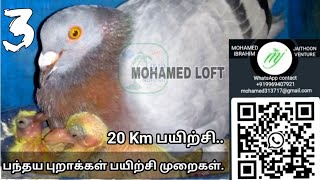 பந்தய புறாக்கள் பயிற்சி முறைகள்|20Km Race Pigeon training| JAITHOON VENTURE | Mohamed Loft \u0026 G loft