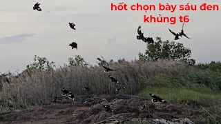 Chúng đậm bày sáu đen khủng tập 6