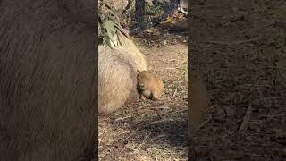 capybara 卡皮巴拉 可愛水豚君 歲月靜好的幸福感🥰 #capybara #水豚 #水豚君 #卡皮巴拉 #呆萌 #cute #可愛い #萌寵 #療癒 #short