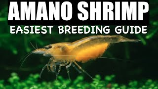 Breeding Amano Shrimp In Freshwater Full Guide Deep Dive