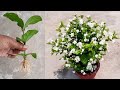 How to grow Mogra Jasmine from cuttings | method of cuttings | how to grow Jasmine from Cuttings