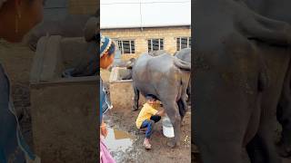 #live #milking #jafrabadibuffalo #gujarat #priyankadinudairyfarm #trending #shortsviral #shortsvideo